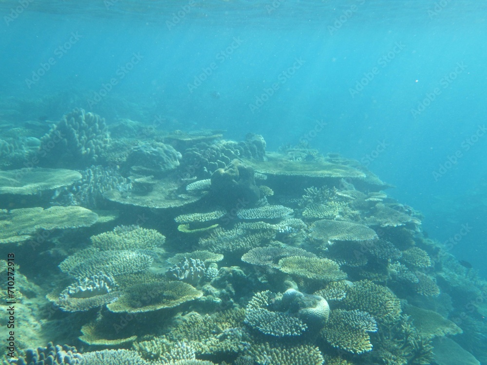 Fototapeta premium 沖縄の海 