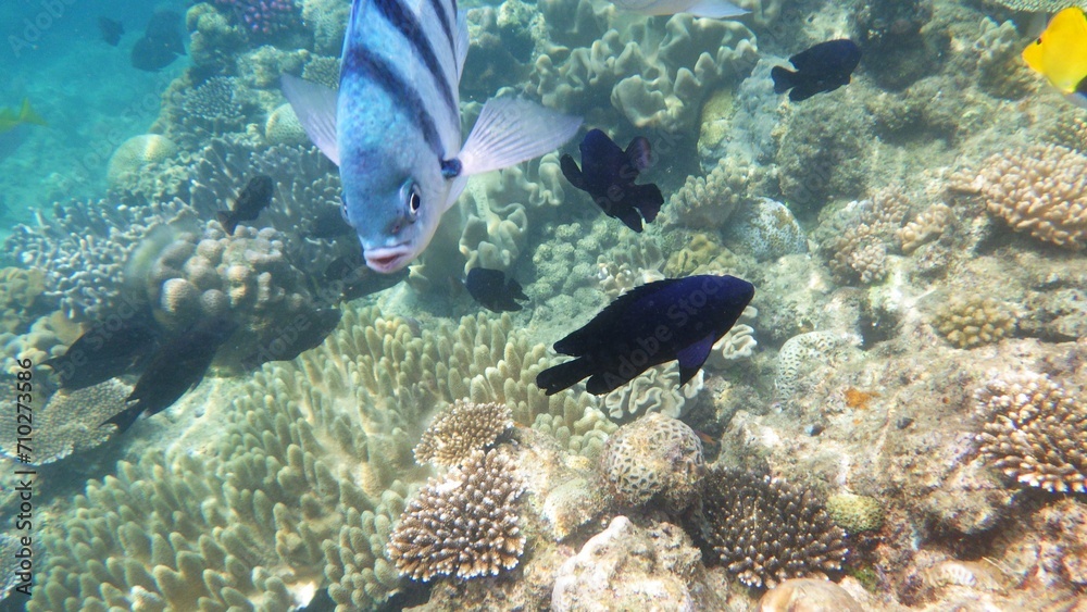 Fototapeta premium 沖縄の海 