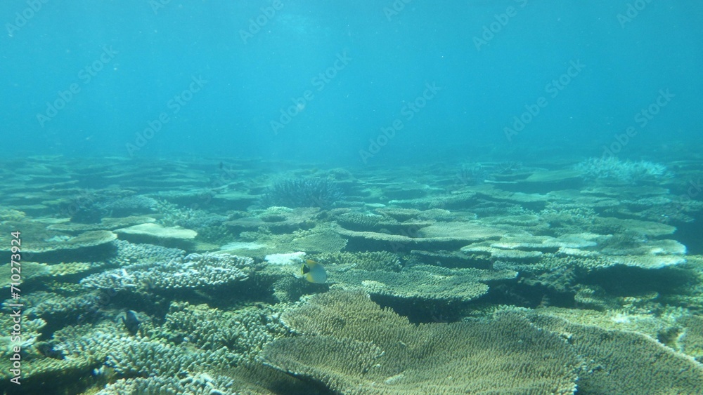 沖縄の海	
