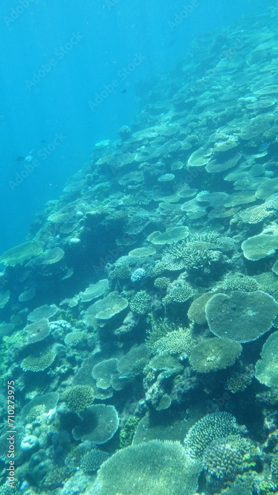 Naklejka premium 沖縄の海 