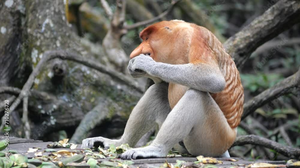 animal, wild, wildlife, mammal, nature, proboscis, sitting, asia, jungle, borneo, brown, fur, forest, tree, malaysia, bekantan, big, borneo island, endangered, endangered species, endemic, endemic mon