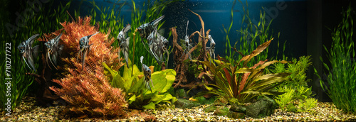 Domestic aquarium with snags, green stones, tropical fish and water plants. Natural underwater garden.