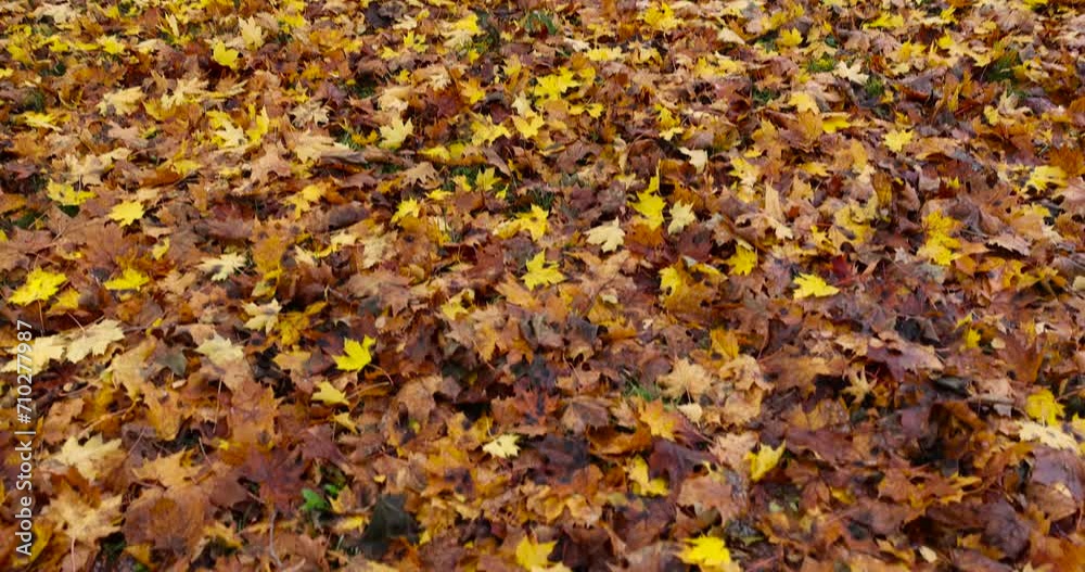 yellow foliage maple trees in autumn, maple in autumn in cloudy weather