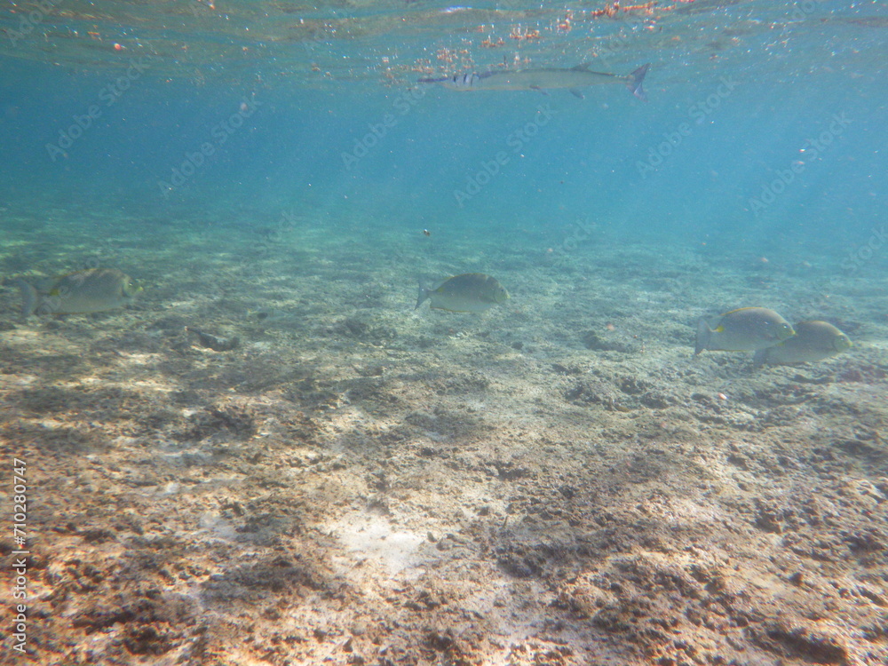 Fototapeta premium 沖縄の海 