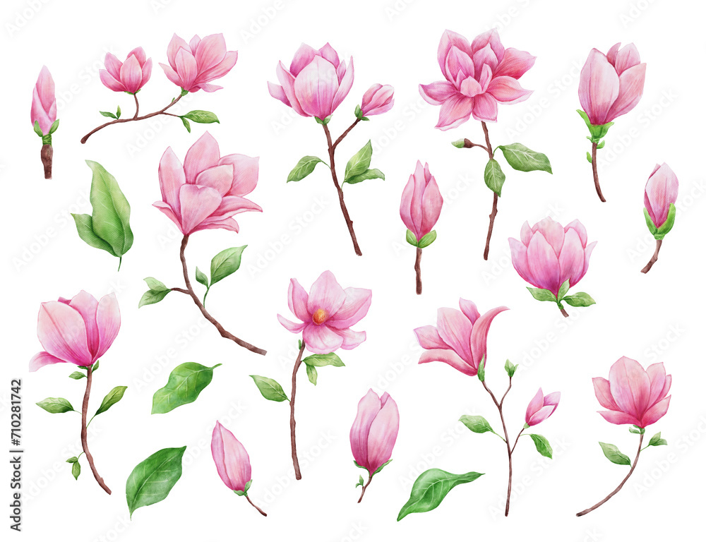 Watercolor magnolia isolated on white background. Hand drawn pink flower for greeting cards, invitations. Botanical hand painted illustrations set