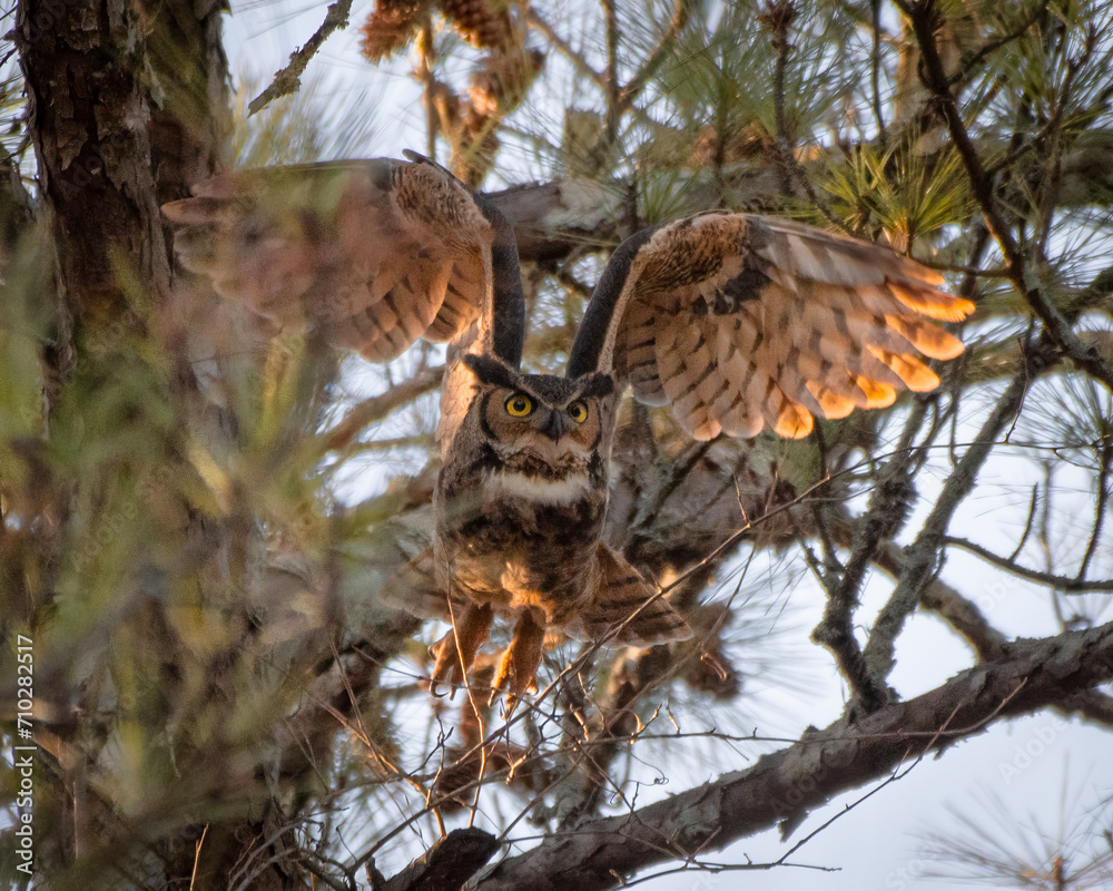 Fototapeta premium Great Horned Owl