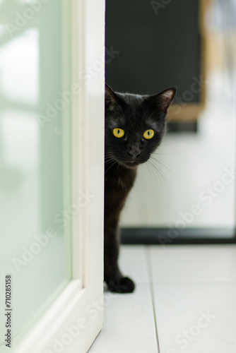 Closeup shot of mature purebred loafing pure black kitten feline short hair pet cat with yellow eyes sitting posing looking watching waiting on tile floor hiding behind white glass door inside home.