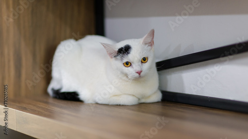 Closeup full body shot mature small domestic white kitten shorthair feline pet cat with black marking and yellow eyes laying lying down on shelf
