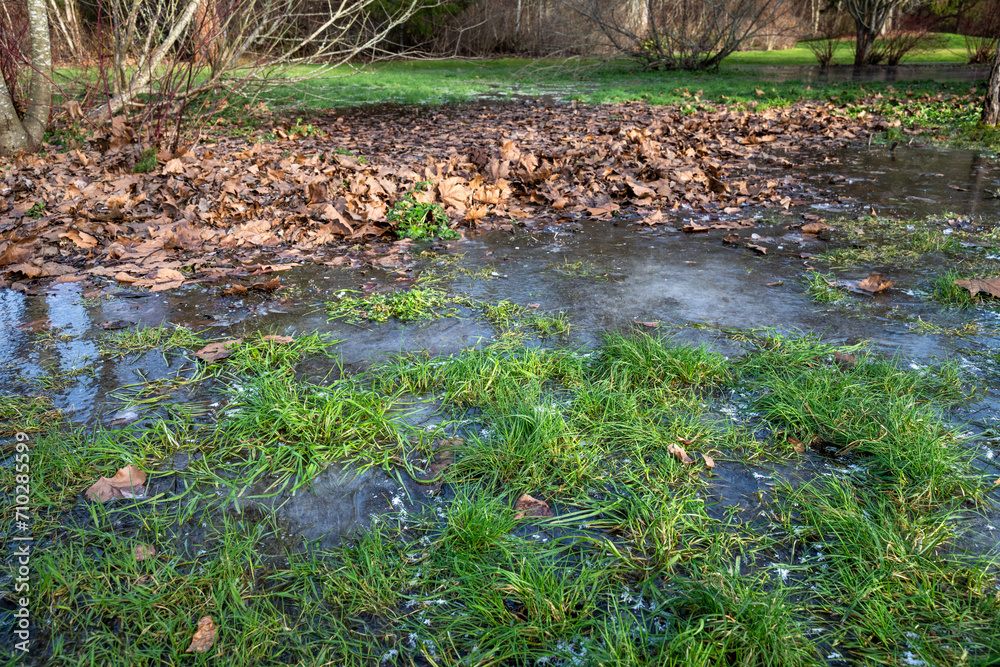Frozen flooded grass lawn on a freezing cold and sunny winter day, as a nature background
Frozen flooded grass lawn on a freezing cold and sunny winter day, as a nature background