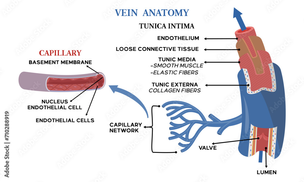 Obraz premium Illustration of vein anatomy along with an explanation of the name of each part
