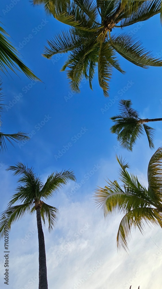 Obraz premium Palm tree leaves on the beach