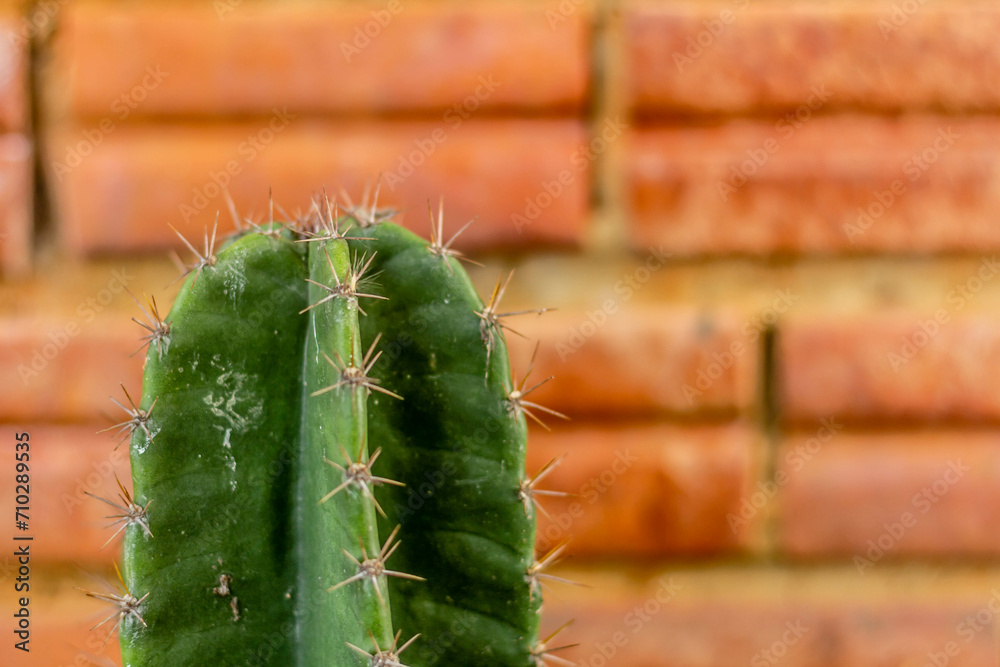 Green cactus, brown brick background.selective focus Green cactus, brown brick background.selective focus