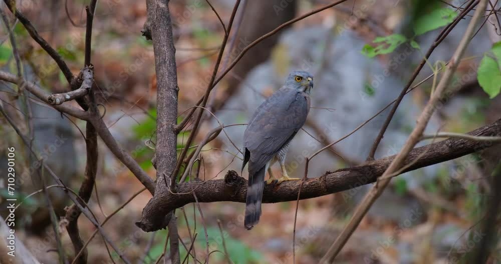 Looking over its back then turns its head to the right as seen from its backside perched on a branch in a dry forest, Crested Goshawk Accipiter trivirgatus, Thailand Looking over its back then turns its head to the right as seen from its backside perched on a branch in a dry forest, Crested Goshawk Accipiter trivirgatus, Thailand