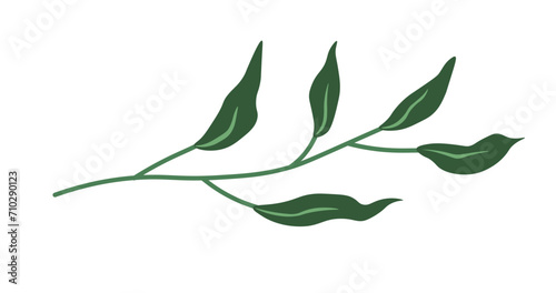 Twig of plant, branch of bush or tree, houseplant