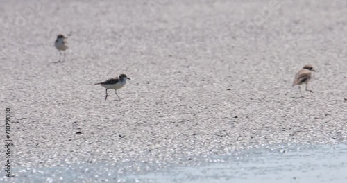 Running on a mudflat towards the right looking for a perfect spot to feed, Spoon-billed Sandpiper Calidris pygmaea, Thailand photo