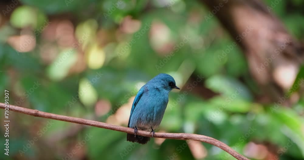 Zooming out while this male Verditer Flycatcher is perched on a vine looking around and chirping, Eumyias thalassinus, Thailand Zooming out while this male Verditer Flycatcher is perched on a vine looking around and chirping, Eumyias thalassinus, Thailand