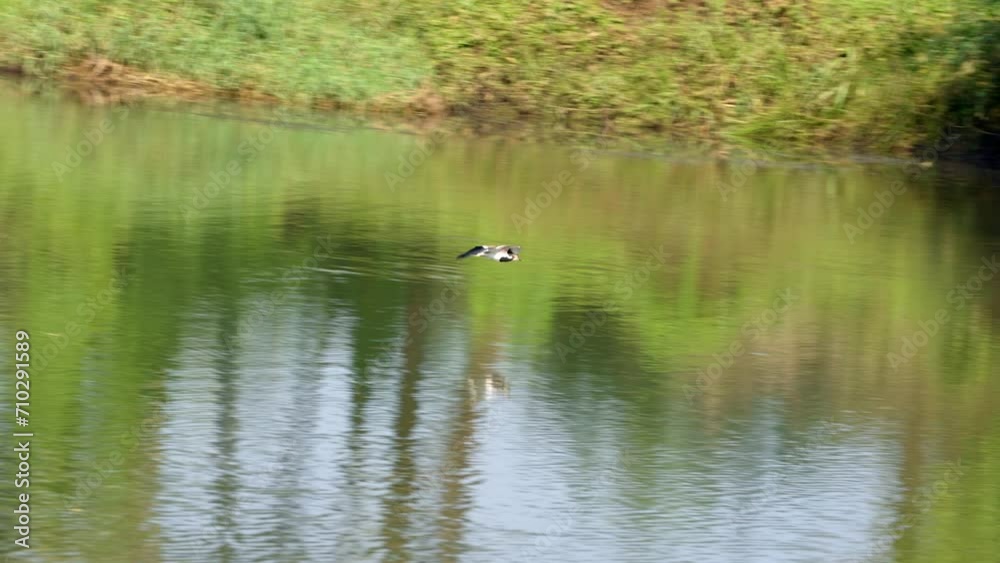 Stork Bird Flying Above Pawna Lake In Pune, Maharashtra, India. tracking shot