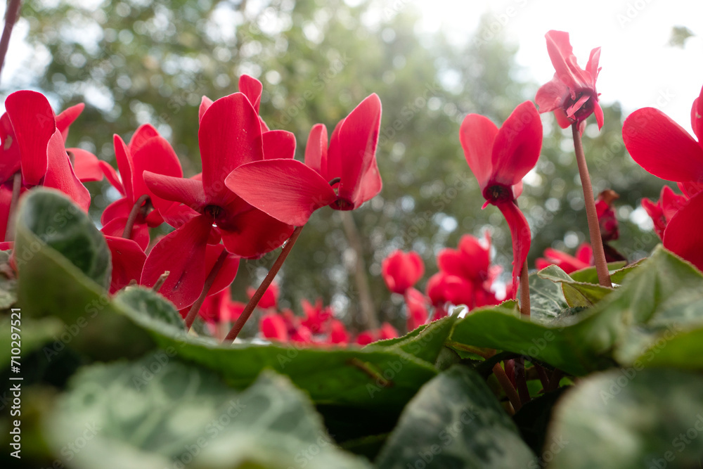 Obraz premium Cyclamen flower in garden for nature background.