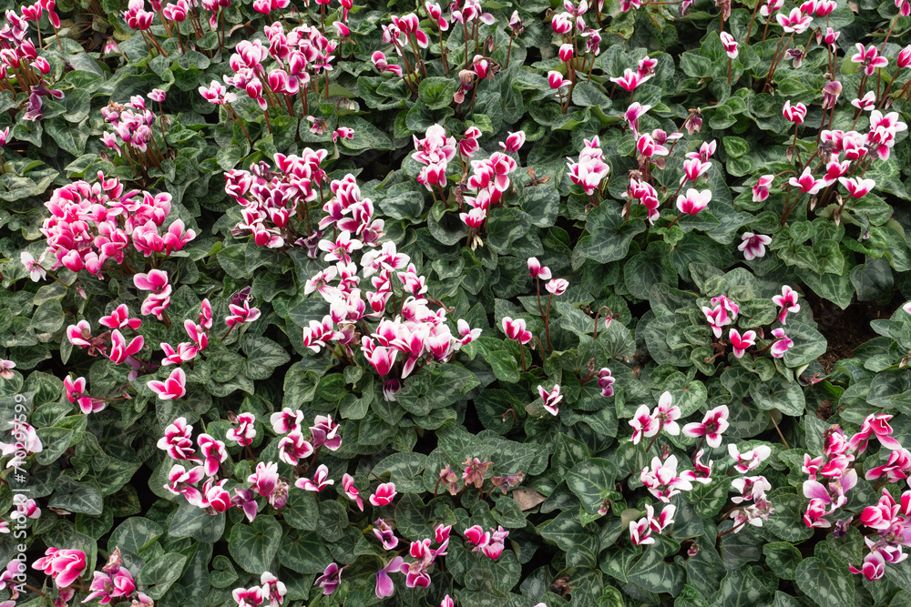 Cyclamen flower in garden for nature background.
