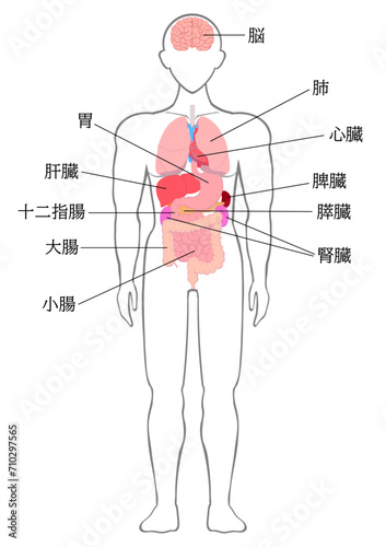 人間の主要な臓器の名称