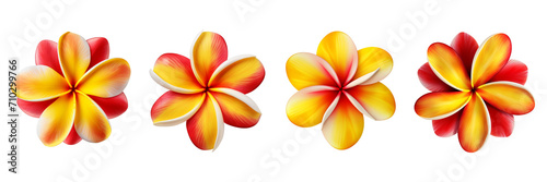 Set of plumeria yellow and red combination top view isolated on a transparent background photo