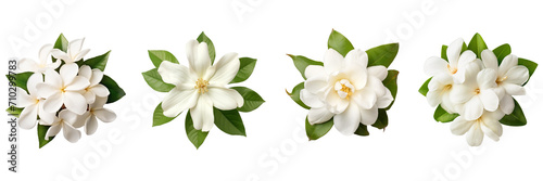 Set of jasmine top view isolated on a transparent background © ANILCHANDRO
