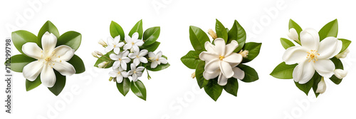 Set of jasmine top view isolated on a transparent background © ANILCHANDRO