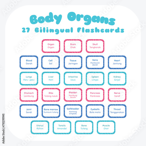 Body organs bilingual colorful flashcard vector set. Printable body organs flashcard for kids. English Indonesian language.