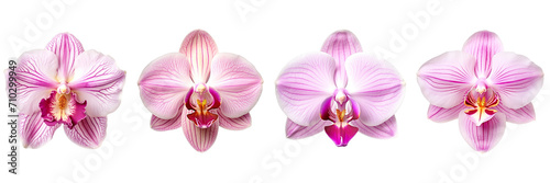 Set of orchid isolated on a transparent background