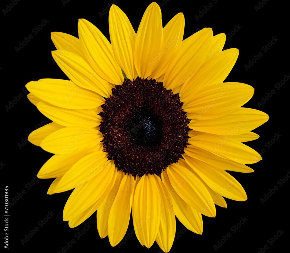 Fototapeta premium Sunflower on black background