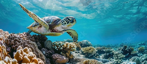 Green sea turtle swimming over a coral reef in warm Pacific waters.