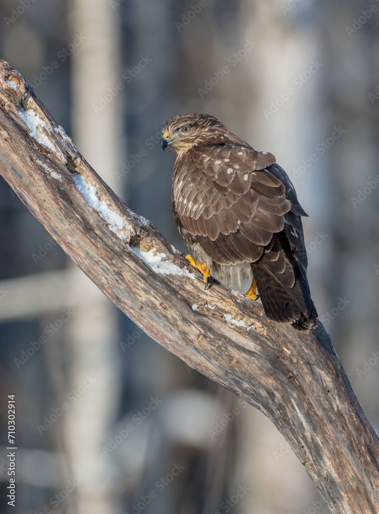 Obraz premium Common Buzzard in winter at a wet forest