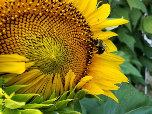 Bee on Sunflower