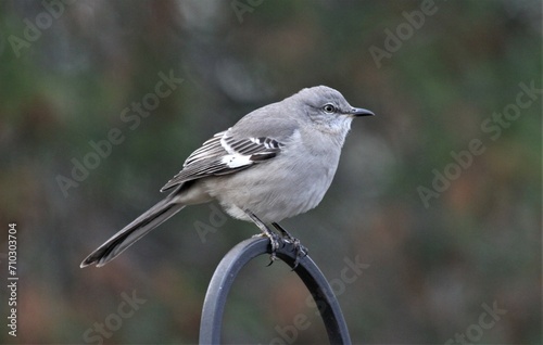 Mockingbird