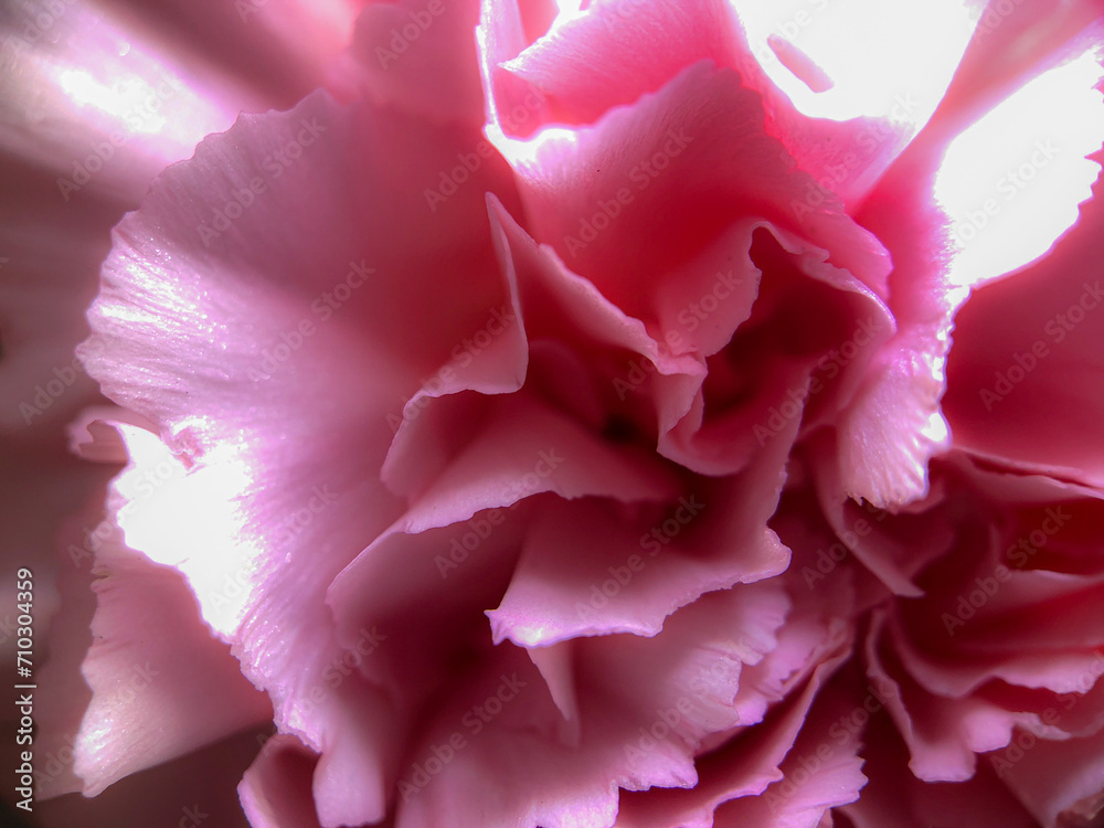 This image captures the essence of a pink carnation's soft petals, each layer a delicate whisper of nature's elegance. The interplay of light and shadow casts a gentle luminescence, highlighting the This image captures the essence of a pink carnation's soft petals, each layer a delicate whisper of nature's elegance. The interplay of light and shadow casts a gentle luminescence, highlighting the