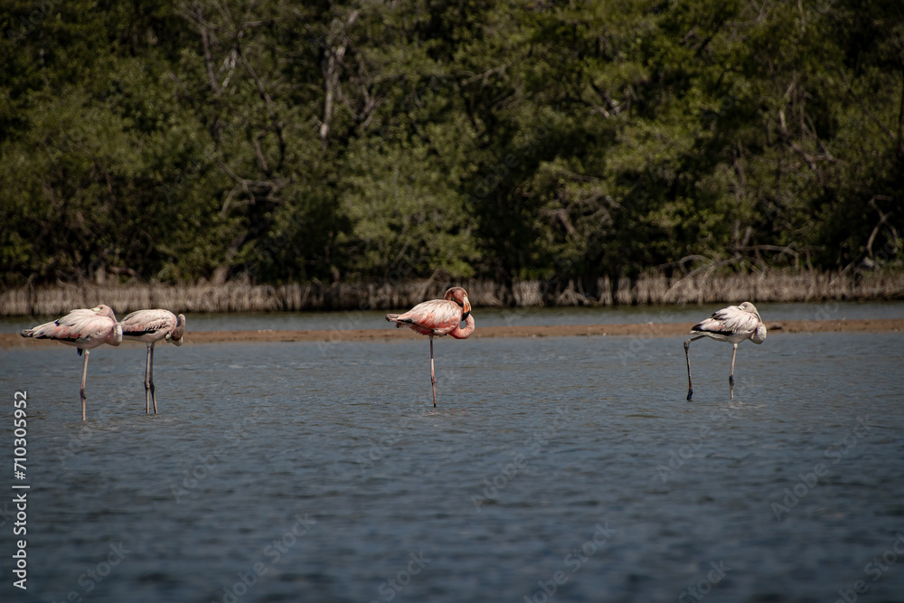 Fototapeta premium 1,2,3 the Flamingos