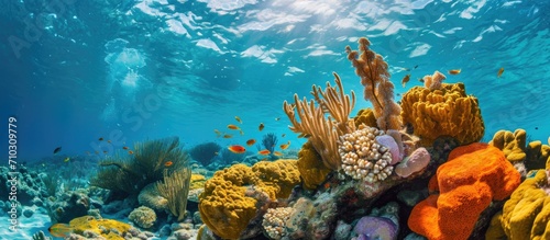 Coral reef near Bonaire in the Caribbean.