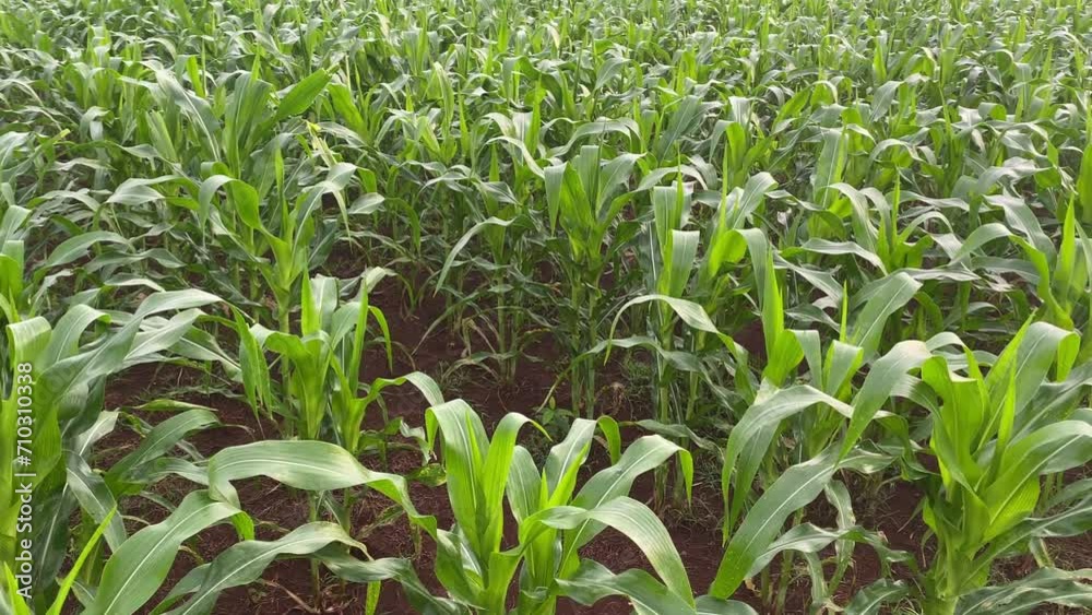young corn plants in the corn field young corn plants in the corn field
