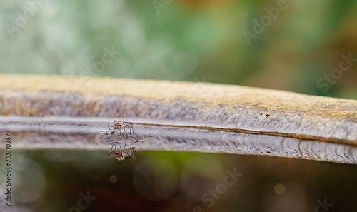 Mosquito with larvae in standing water of a fountain photo