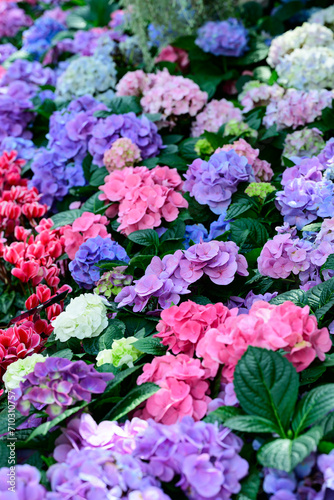 Pink and blue hydrangea flowers blossom in the ornamental garden