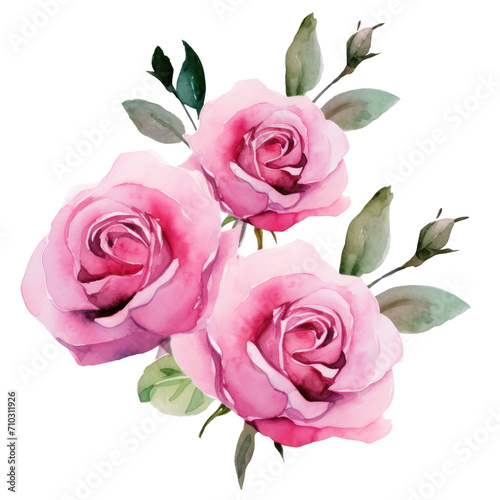 watercolor Pink rose flowers in a floral arrangement isolated trasparent background