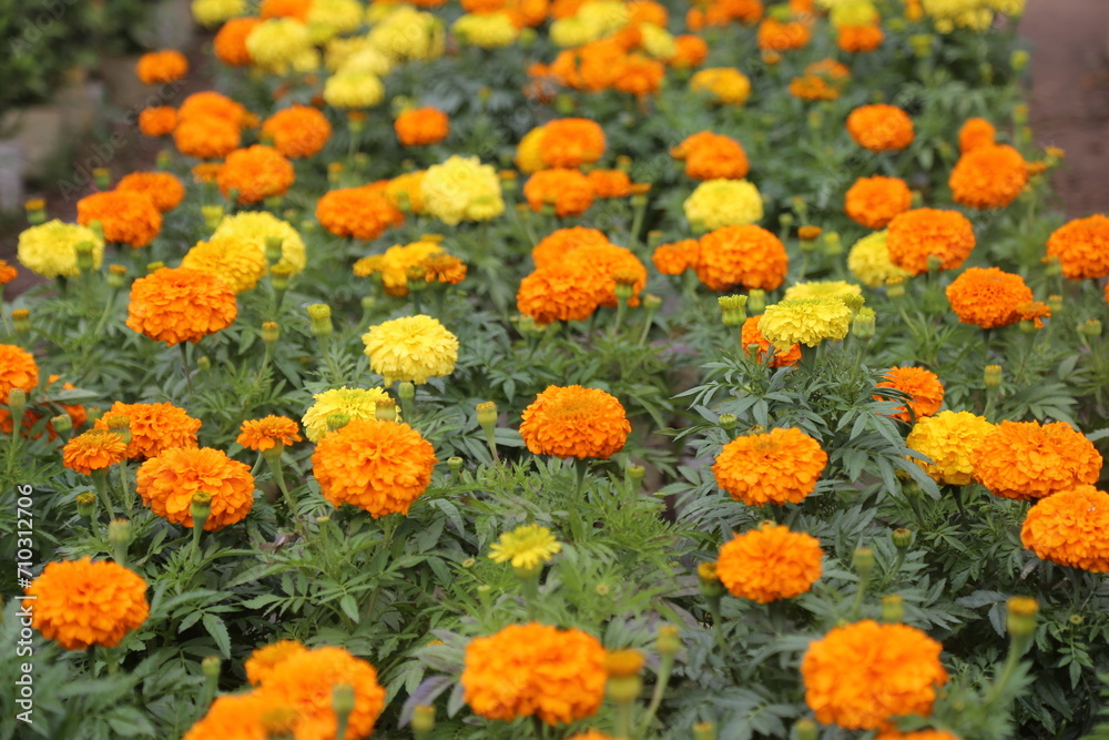 yellow and golden marigold collection
