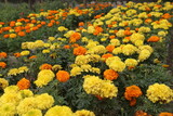 yellow and golden mix color marigold garden