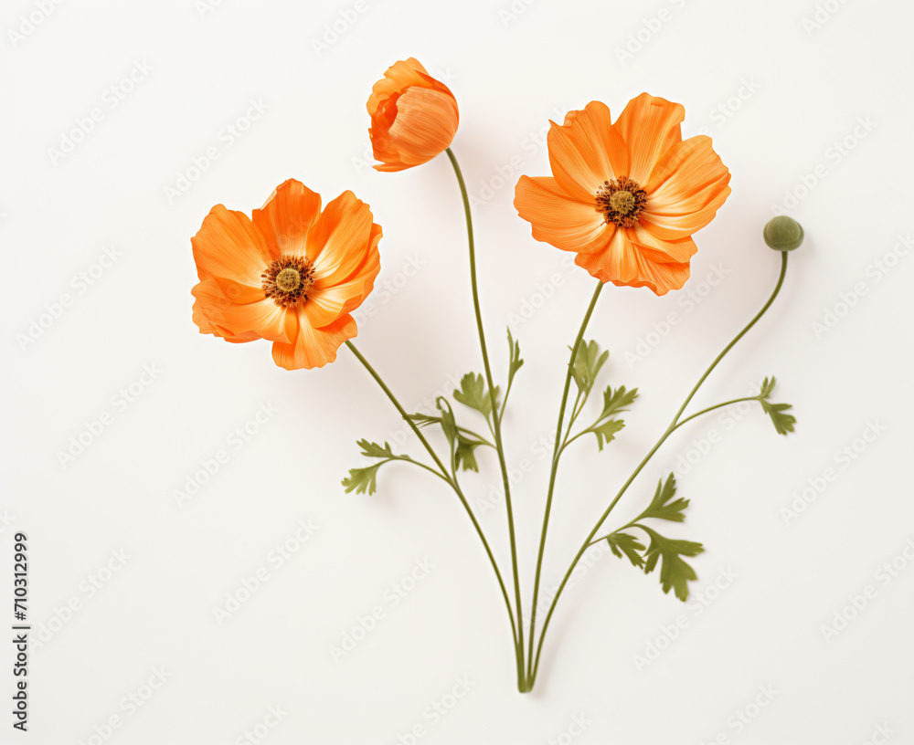 Fototapeta premium Two orange flowers on a white background, provia, natural