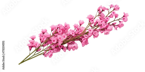 twigs of pink limonium flowers Artificial Intelligence Generative