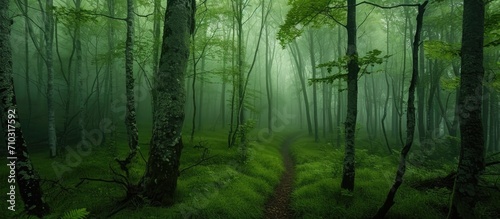 High-definition photos of magical forests.