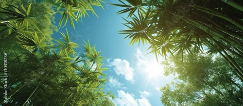 Papaya trees  bamboo bushes  sunny sky  gentle wind.