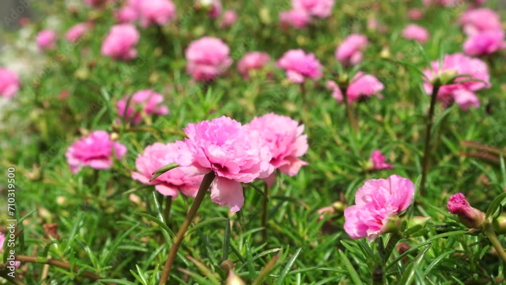 Portulaca grandiflora in the garden Portulaca grandiflora in the garden