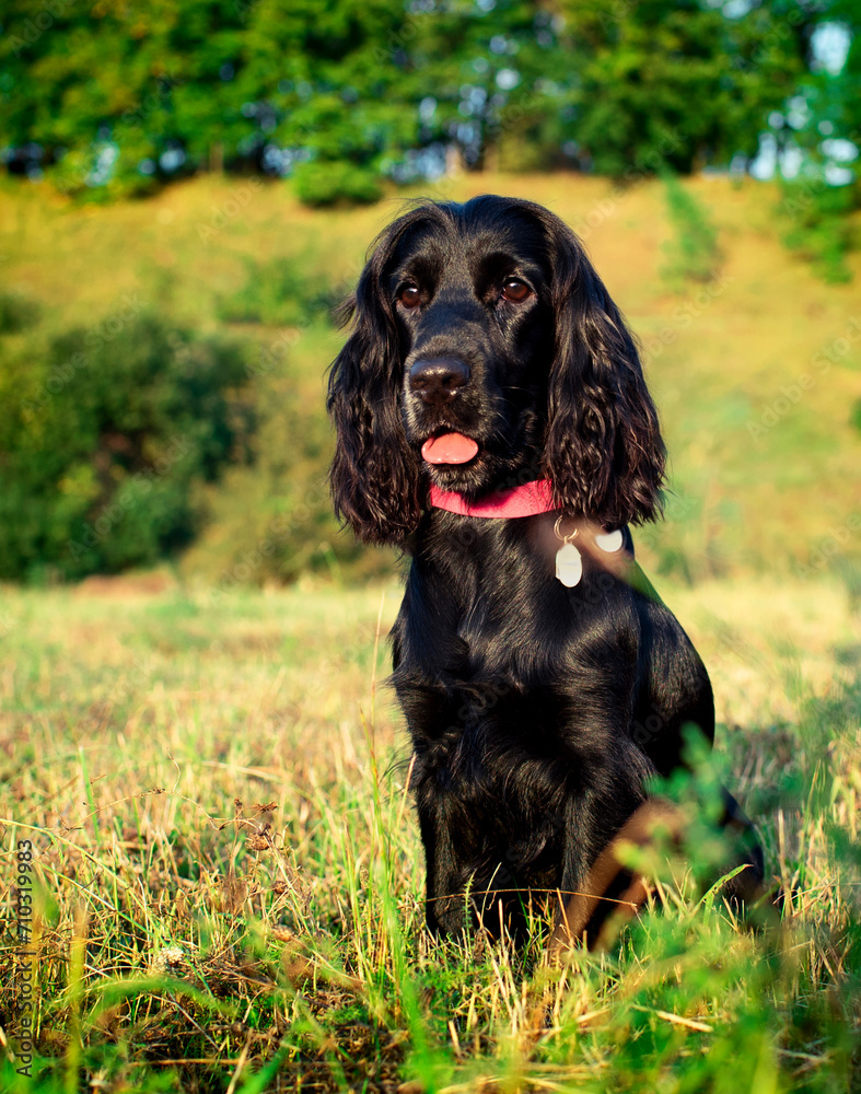 A dog of the English cocker spaniel breed sits on the lawn. The dog is ten months old. Training. Walk. Hunter. The photo is blurred A dog of the English cocker spaniel breed sits on the lawn. The dog is ten months old. Training. Walk. Hunter. The photo is blurred