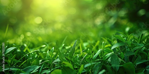 Grass and green leaves in a forest, untouched nature a concept